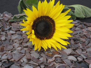 Sunflower and glass