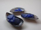 Blue Sea glass and mussel shells